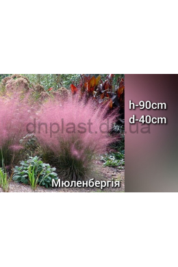 Мюленбергія Роузі (С2) Muhlenbergia capillaris