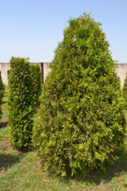 Брабант туя західна (h125-150, d-40) ком (Brabant)