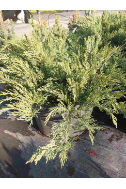 Тамарісцифолія (С15л) ялівець козацький (Tamariscifolia) h-25,d-90 Тамарісцифолія (С15л) ялівець козацький (Tamariscifolia) h-25,d-90