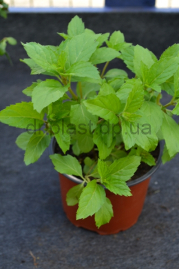 Якіма м'ята (С1,2) Mentha spicata Yakima