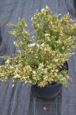 Варієгата (С10л) ялівець козацький (Variegata) (h-40,d-60) Варієгата (С10л) ялівець козацький (Variegata) (h-40,d-60)