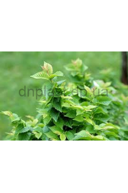 Вяз дрібнолистий КОМ (L6-8 см) Ulmus parvifolia