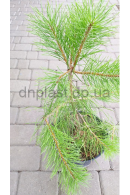 Сосна кримська (С7,5) Pinus Pallasiana h-70, d-30