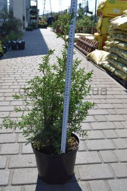 Арнольд (С5л) ялівець звичайний (Arnold) h-35-40, d-20