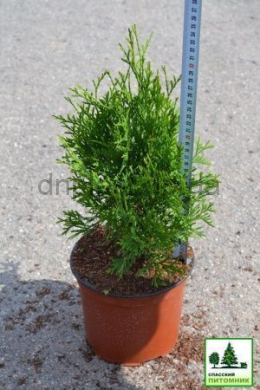 Колумна  (С 3л) туя західна (Columna) (h-40, d-25)