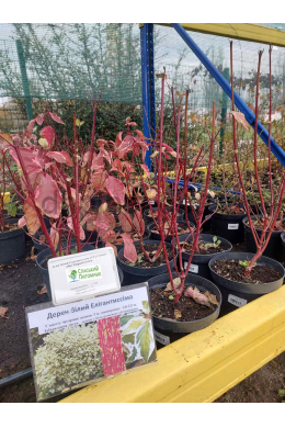 Дерен білий Елегантіссіма (С2) Cornus alba Elegantissima