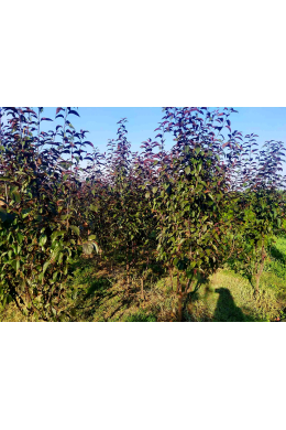 Яблуня Роялті КОМ (L 8-10см) Malus Royalty