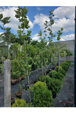 Платан кленолистий (L до 6см) КОМ (Platanus acerifolia) 