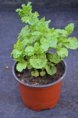 Кріспа м'ята (С1,2) Mentha spicata Crispa Кріспа м'ята (С1,2) Mentha spicata Crispa