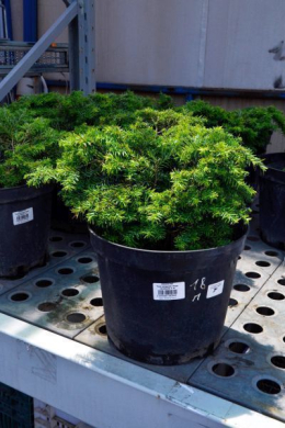 Тсуга канадская (Tsuga canadensis) С 5л, h-30, d-30