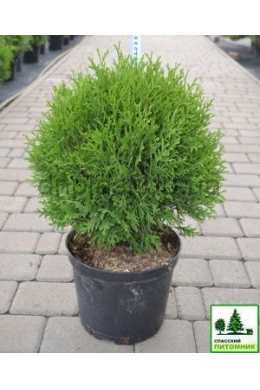 Даніка (С5л) туя західна (Danica) (h-30,d-30)