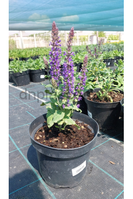 Шавлія Мерло Блу Компакт (С2) Salvia Merleau Blue Compact