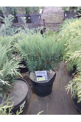 Сабіна Ялівець козацький (С7,5л) h-50,d-60 Juniperus sabina Сабіна Ялівець козацький (С7,5л) h-50,d-60 Juniperus sabina