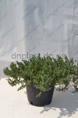 Блю Чіп (С15л) ялівець горизонтальний (Blue Chip) h-25, d-80