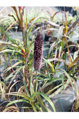 Просо пурпурне (С2) Panicun Millet Purple Majestry