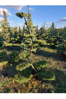Пфітцеріана Ауреа (Мойоги) ялівець середній (Pfitzeriana Aurea) 