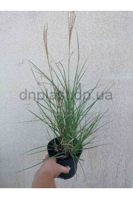 Міскантус китайський Ротсилбер (C2) Miscanthus sinensis Rotsilber