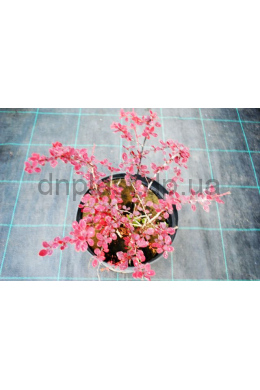 Барбарис Тунберга Пінк Квін (С5) Berberis thunbergii Pink Queen										