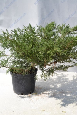 Глаука  (С10л) ялівець  козацький (Glauca) (h-60,d-80)