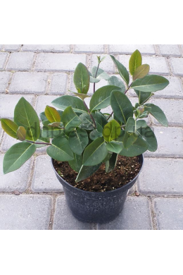 Жимолость капріфоль приморська (С2) Lonicera Serotina Жимолость капріфоль приморська (С2) Lonicera Serotina