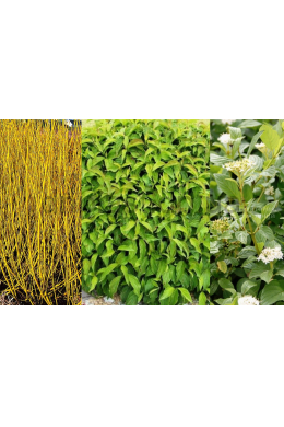 Дерен Флавірамеа (С5л)