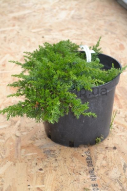 Грін Карпет (С5л) ялівець звичайний (Green Carpet) h-5-7, d-40