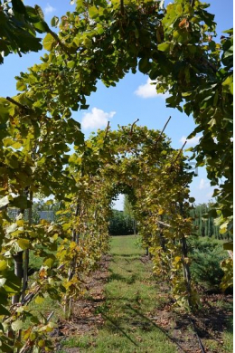 Рябина обыкновенная (шпалера) (L 6-8 см) Sorbus Aucuparia Рябина обыкновенная (шпалера) (L 6-8 см) Sorbus Aucuparia