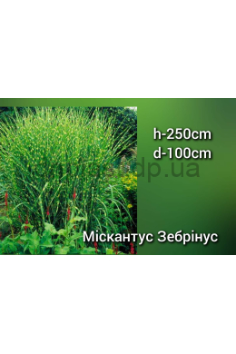 Міскантус китайський Зебрінус (С2) Miscanthus sinensis Zebrinus Міскантус китайський Зебрінус (С2) Miscanthus sinensis Zebrinus