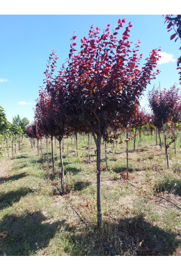 Слива Піссарді КОМ (St.120\L10-12см) Prunus pissardii
