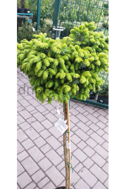 Певе Тиджин ель сербская штамб (С10) Picea omorika Peve Tijn