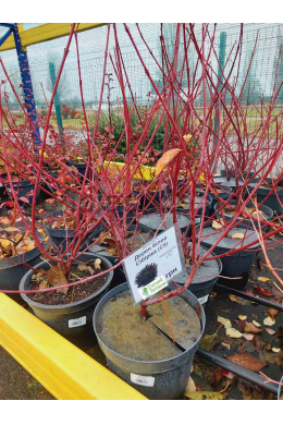 Дерен білий Сібіріка (С5) Cornus alba Sibirica