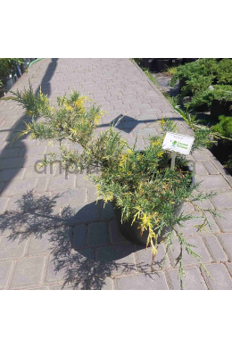 Блю енд Голд (С15л) ялівець середній (Blue and Gold) Блю енд Голд (С15л) ялівець середній (Blue and Gold)