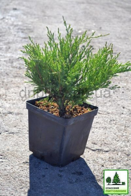 Андора компакта ( С3л) ялівець горизонтальний (Andorra Compacta ) 
