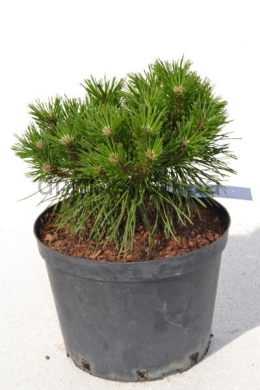 Бенджамин Сосна горная (С5) Pinus mugo Benjamin Бенджамин Сосна горная (С5) Pinus mugo Benjamin