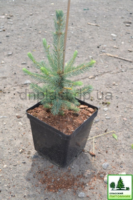 Ялина колюча (С3) Picea pungens glauca (h-30 d-20)