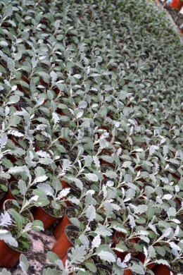 Цинерарія приморська (maritime) Silver Dust Р9