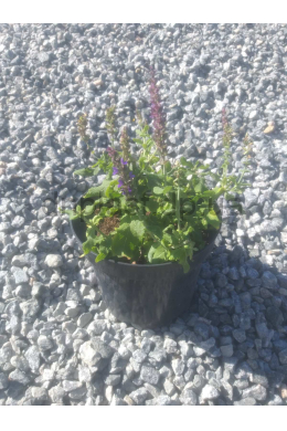 Шавлія чудова Адора Блю (С2) Salvia superba Adora Blue