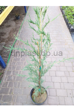 Скайрокет (С7,5л) ялівець скельный (Skyrocket) 