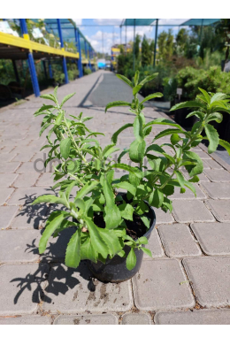 Стевія Stevia rebaudiana (С2л)