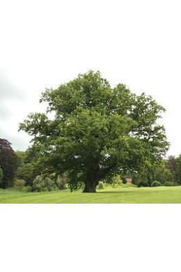 Дуб (Quércus) (L до 6) КОМ