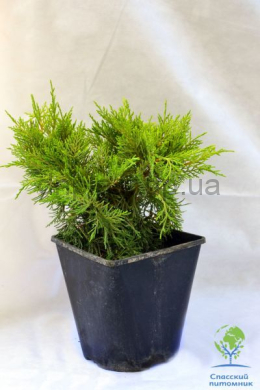 Олд голд (С3 ) ялівець середній (Old Gold) h-15-20,d-30