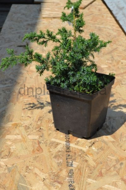 Блю Альпс (С3л) ялівець китайський (Blue Alps) h-35,d-25