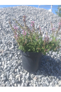 Шавлія Мерло Роуз Компакт (С2) Salvia Merleau Rose Compact Шавлія Мерло Роуз Компакт (С2) Salvia Merleau Rose Compact