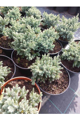 Блу Стар (С2) ялівець лускатий (Blue Star) h-10, d-20