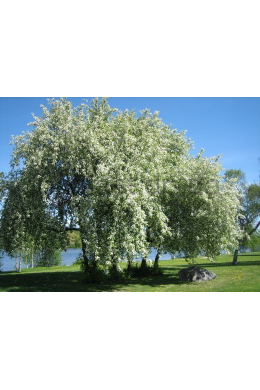 Черемуха поздняя КОМ (Padus racemosa) (L 6-8см) Черемуха поздняя КОМ (Padus racemosa) (L 6-8см)