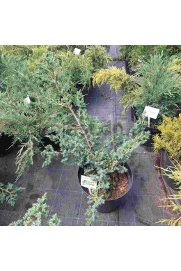 Блю Альпс (С7,5л) ялівець китайський (Blue Alps) h-80,d-60 Блю Альпс (С7,5л) ялівець китайський (Blue Alps) h-80,d-60