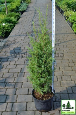 Сентінел (С5л) ялівець звичайний (Sentinel) h-40-50, d-25. Сентінел (С5л) ялівець звичайний (Sentinel) h-40-50, d-25.
