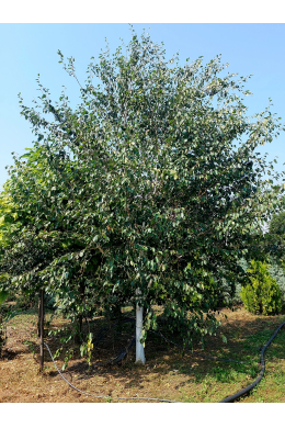 Береза Жакмонті - форма БУКЕТ (Jacquemontii) 