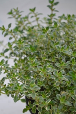 Тим'ян лимонний Сільвер (С1,2) Thymus Silver Тим'ян лимонний Сільвер (С1,2) Thymus Silver