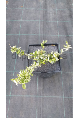 Бересклет Форчуна Харлейквін (С2) Euonymus fortunei Harlequin Бересклет Форчуна Харлейквін (С2) Euonymus fortunei Harlequin